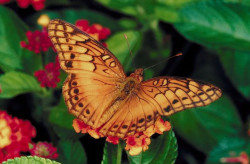 Schmetterling
