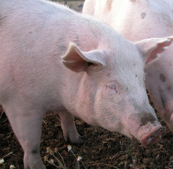 Schwein
