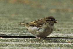 Spatz