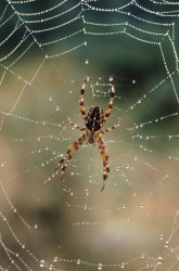 Spinne
