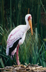 Storch