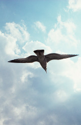 Vogel