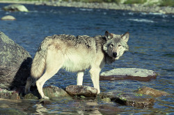 Wolf