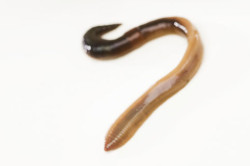 Wurm