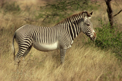 Zebra