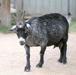 Ziege