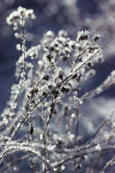 Frost