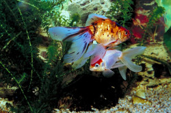 Aquarium